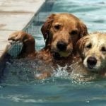 Cuidados com animais de estimação na piscina