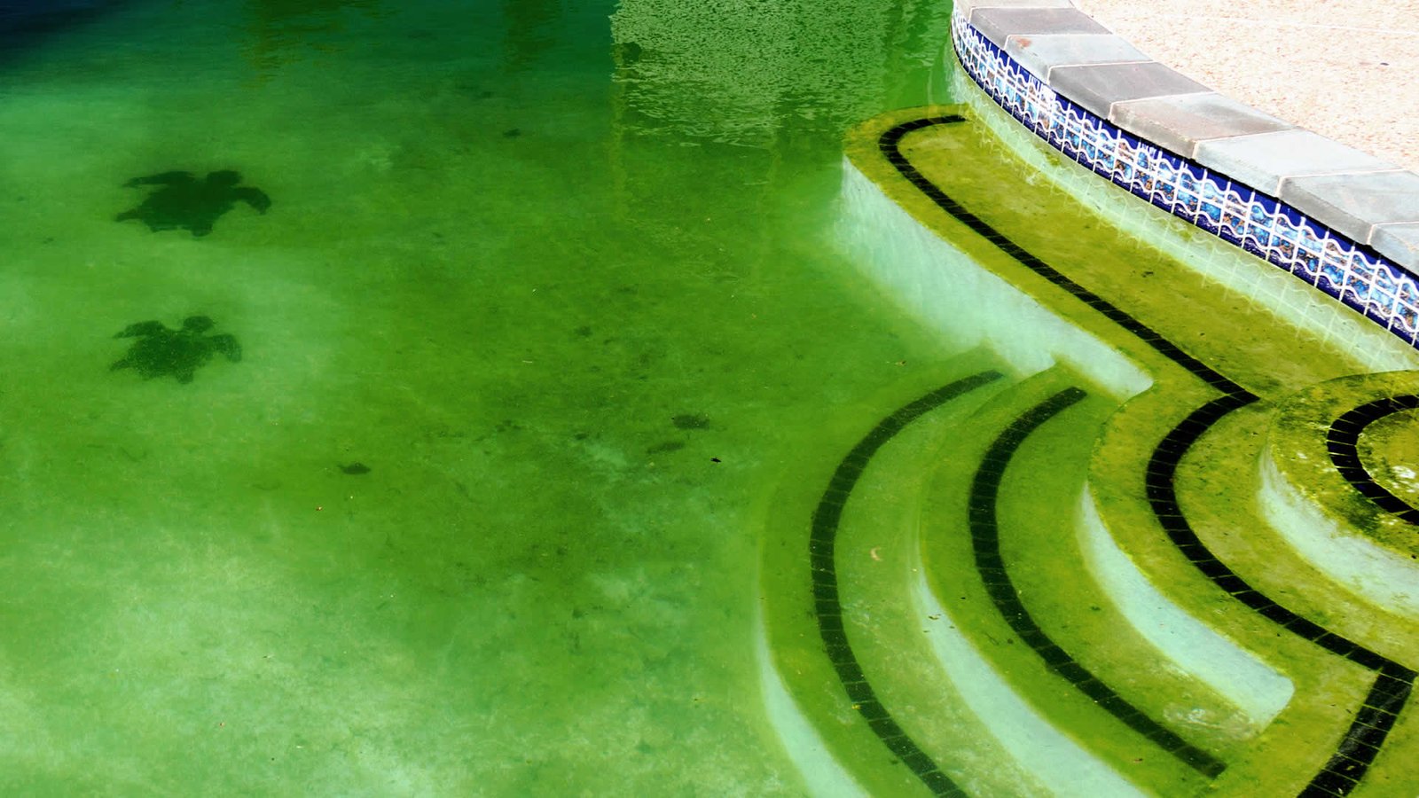 Eliminar algas da piscina