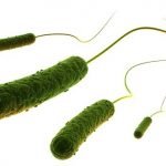 Pseudomonas – Bactéria que cresce na piscina sem deseinfecção